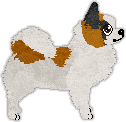 Sashimi
